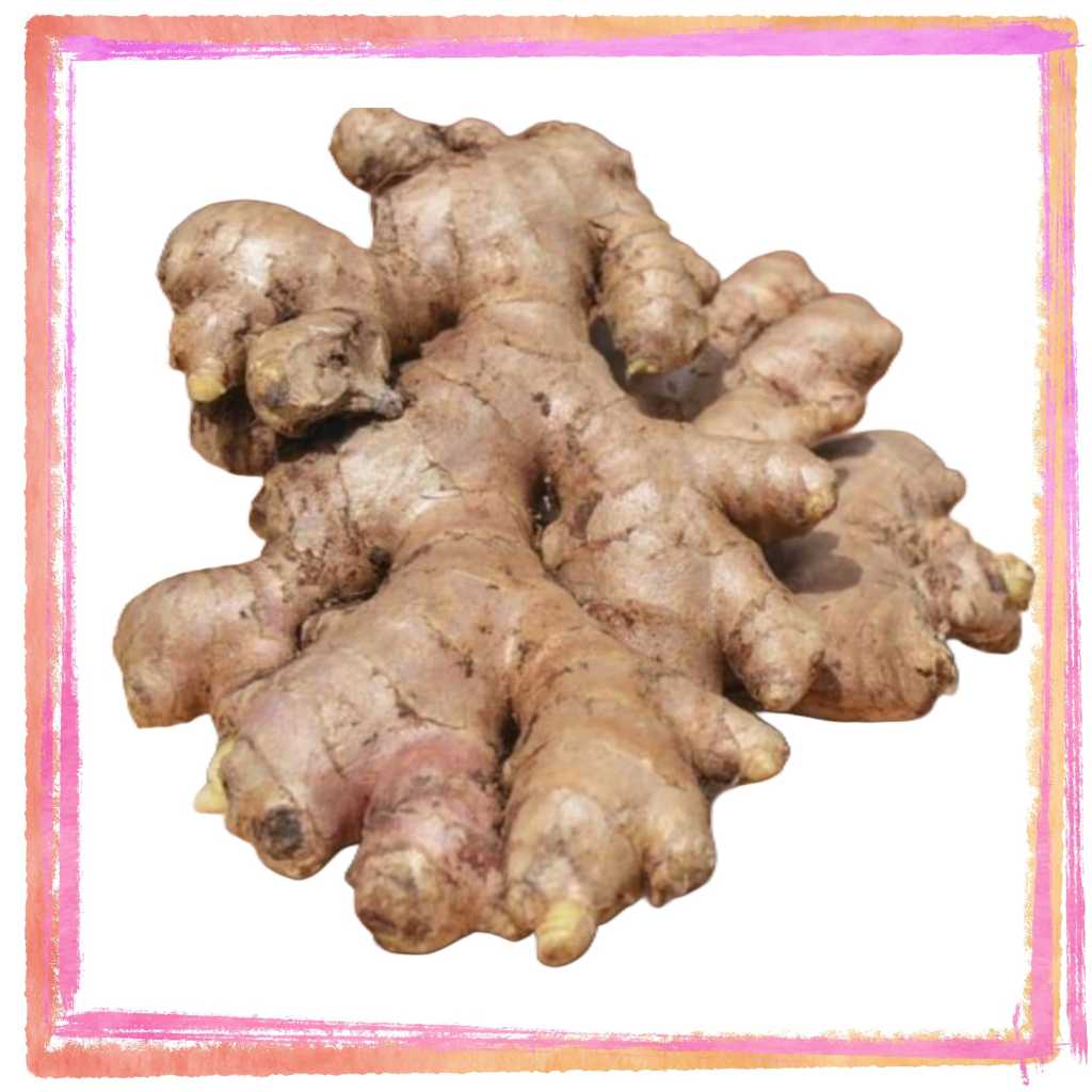 jahe gajah fresh // jahe gajah 1 kg
