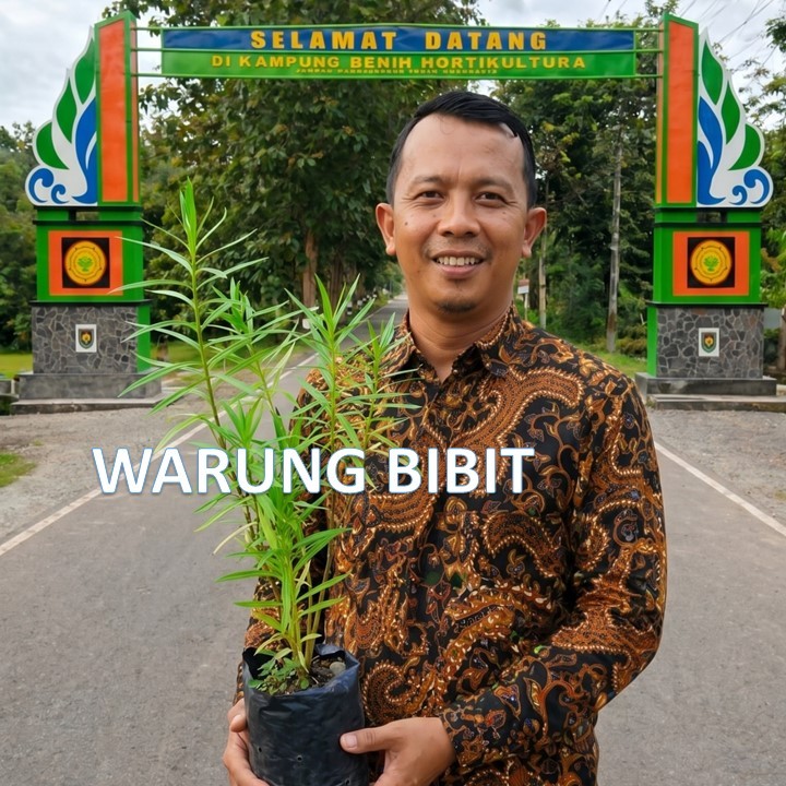 bibit bunga lavender asli siap tanam -pengusir nyamuk