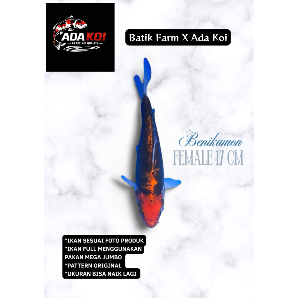 Benikumon HQ - Ikan Koi Blitar HQ - Koi Blitar - Ikan Koi