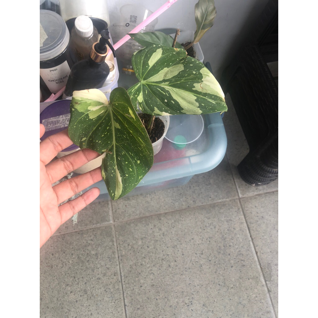 Philodendron Gloriosum Tricolor Variegata - Real Pict