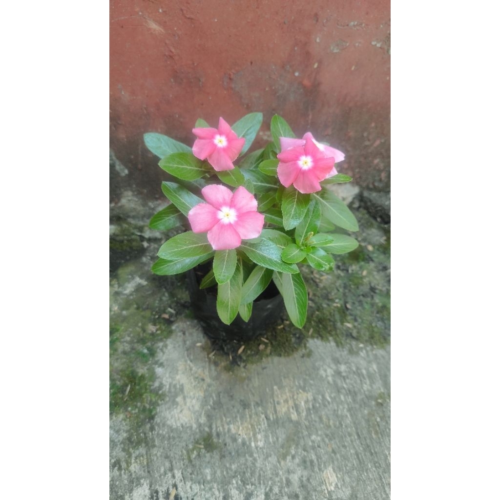 Vinca Mutasi Pasifica Orange