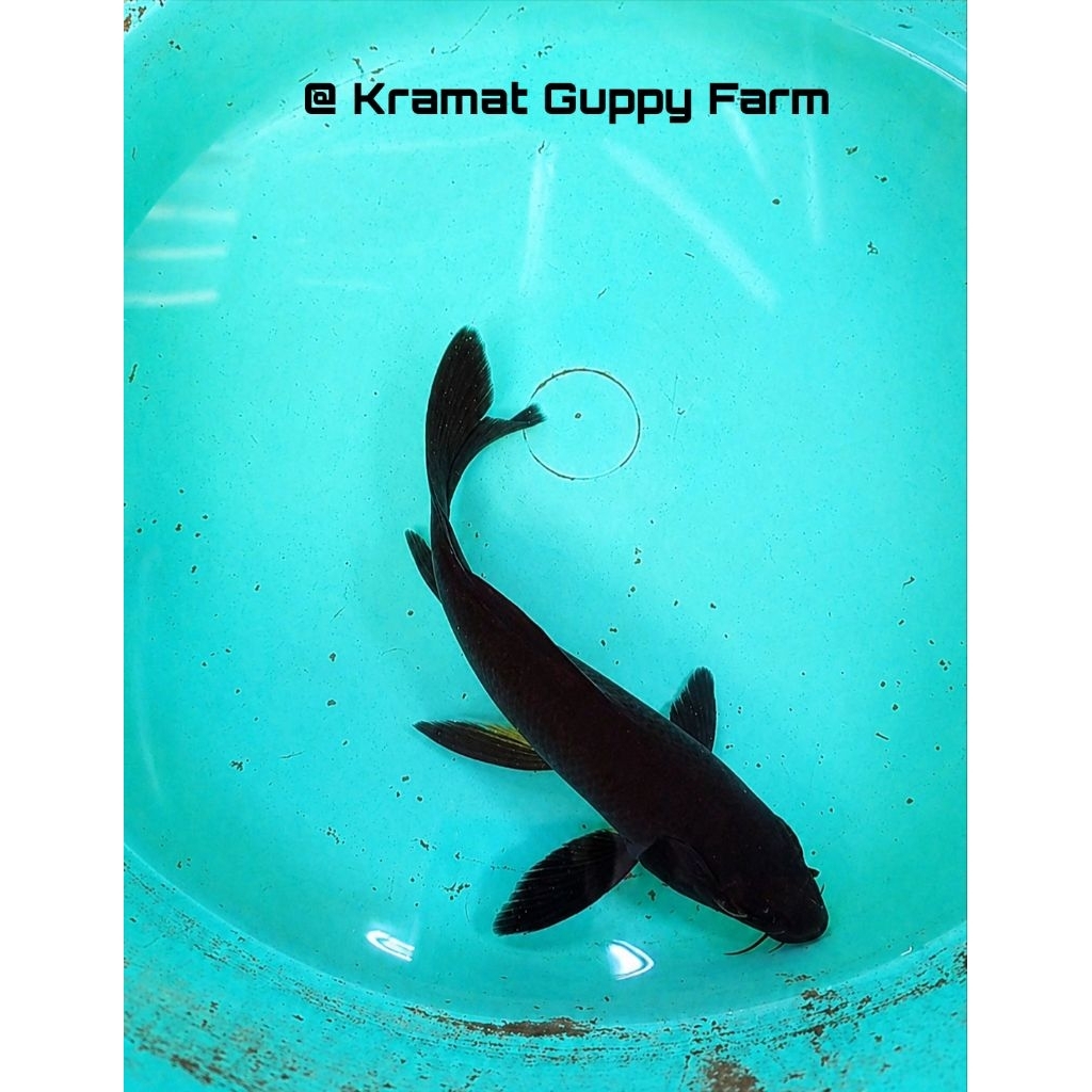 Koi Karasu Slayer LIMITED EDITION. Size 20cm up
