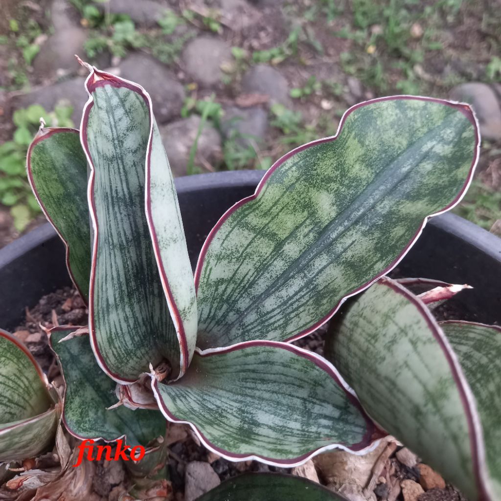 sansevieria scimitariformis silver