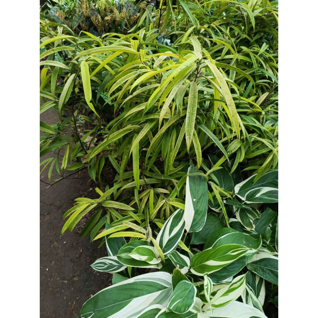 pohon Ficus Maclellandii ( beringin keraton)