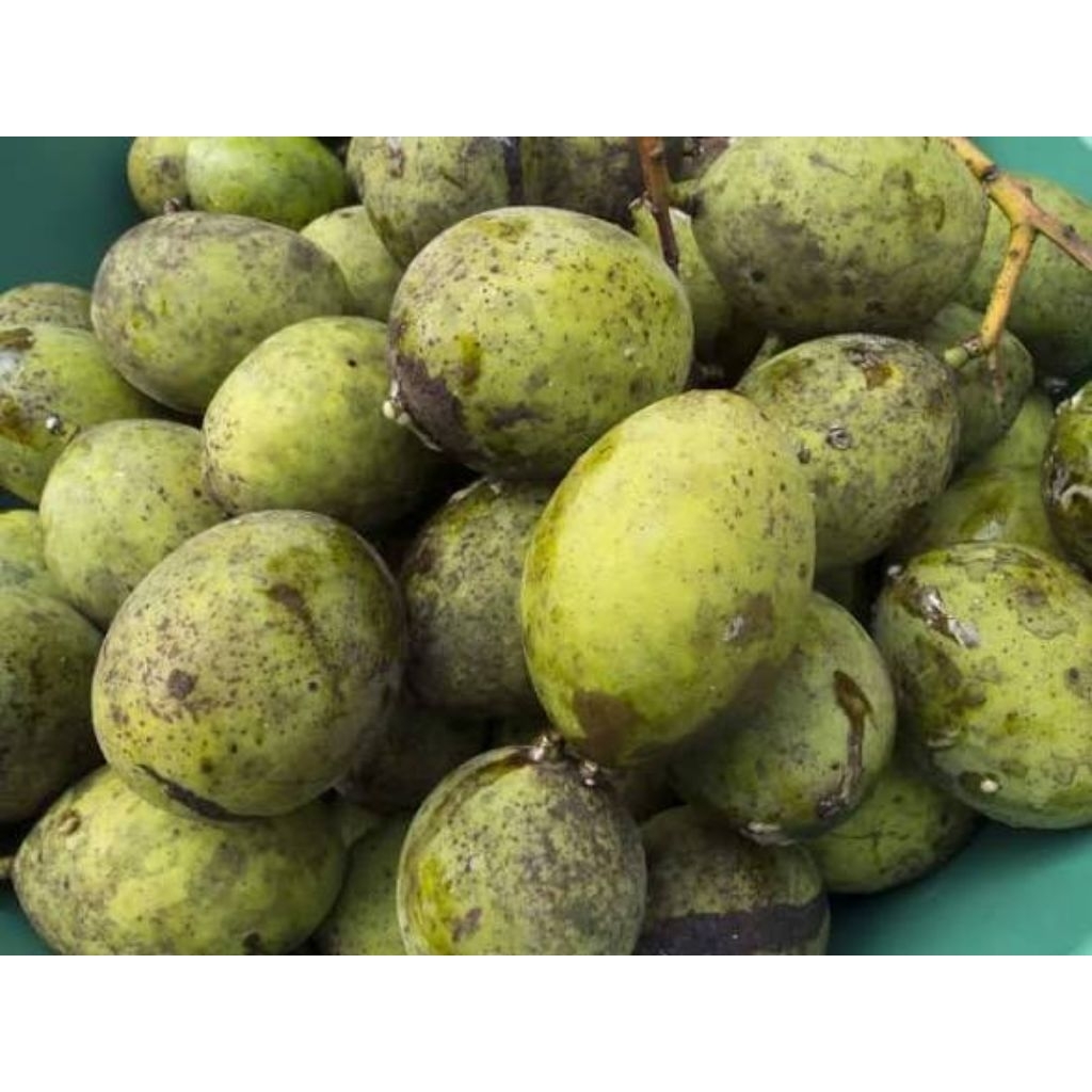 buah pakel muda/Limus 1kg