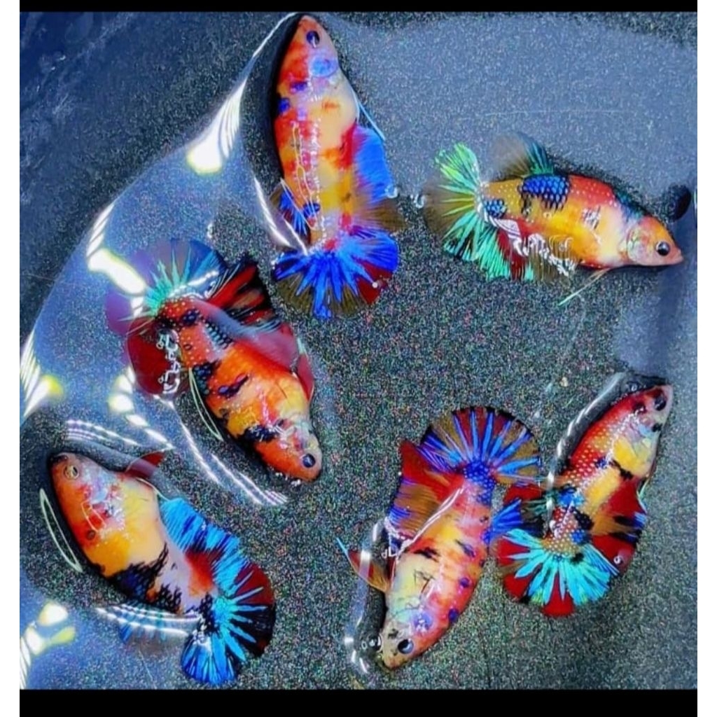female multicolour ikan cupang betina multi koi candy ikan cupang Bahanan breeding top grade ikan cu
