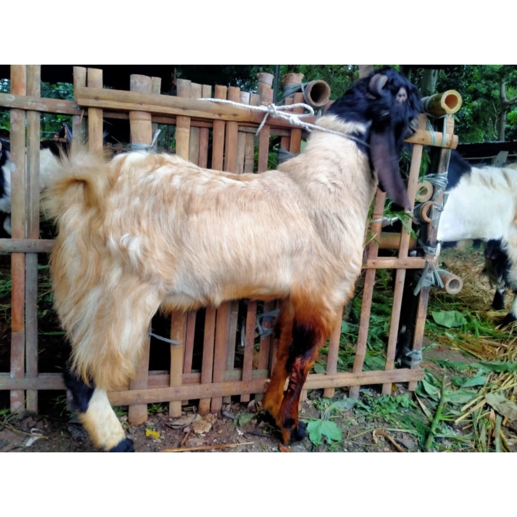Kambing & Domba Kurban Qurban