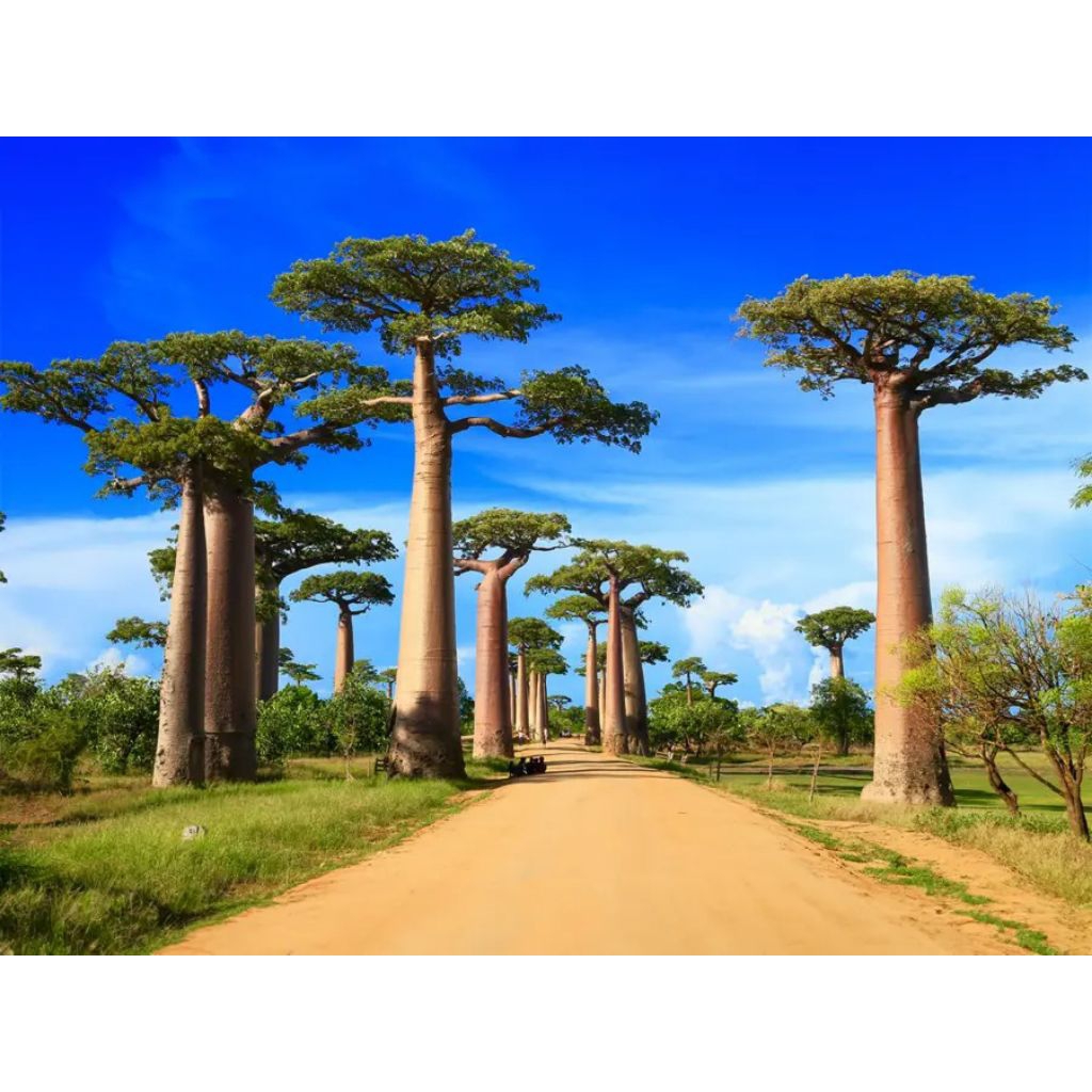Tanaman hias import bahan bonsai bonggol Caudex Baobab Adansoniadigitata uniq