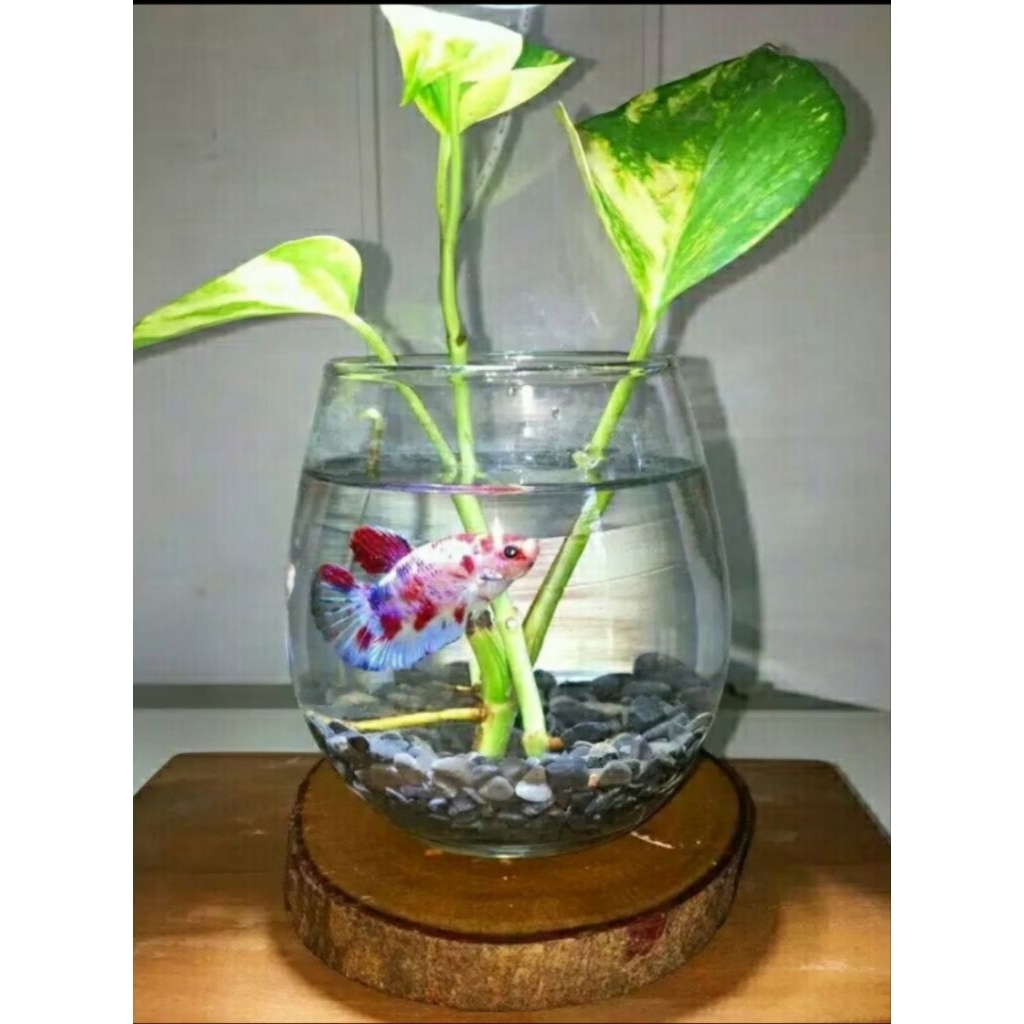 vas kaca bulat tuskani/pot tanaman hias hidroponik/hiasan meja/akuarium bulat