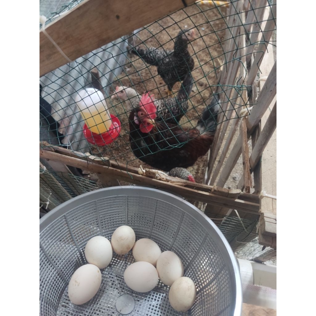 ayam Kuntara4 ori