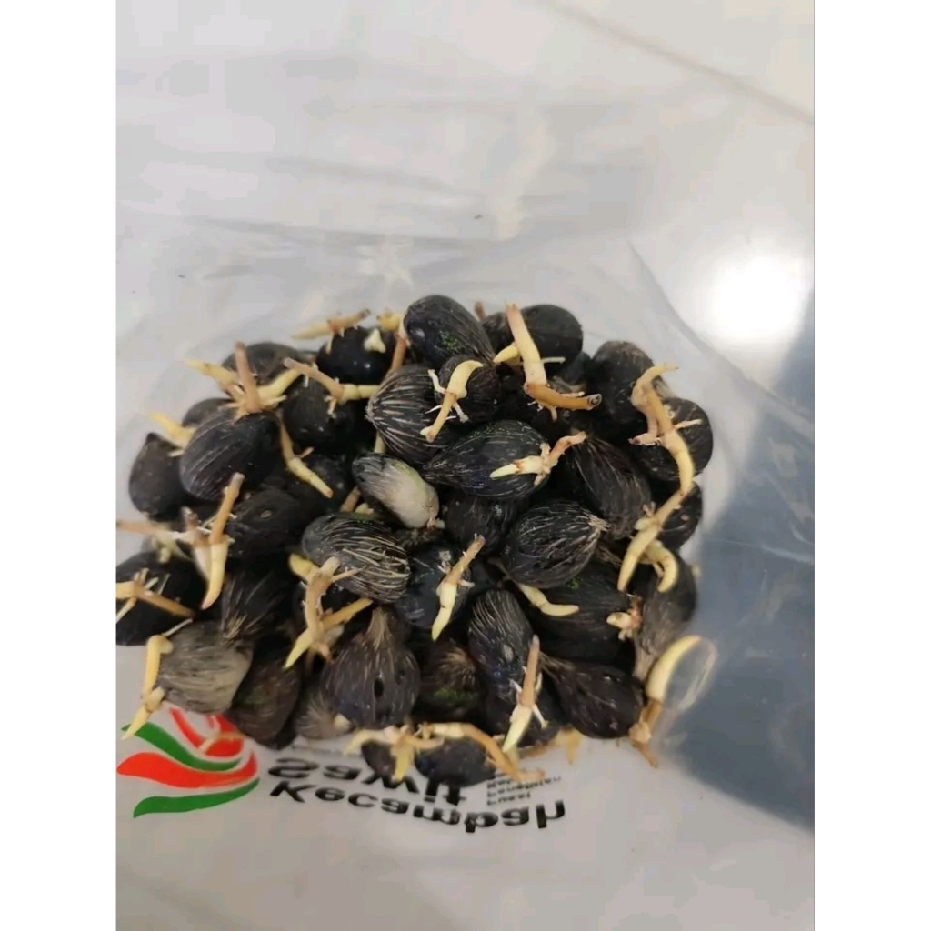 PPKS 540 NG