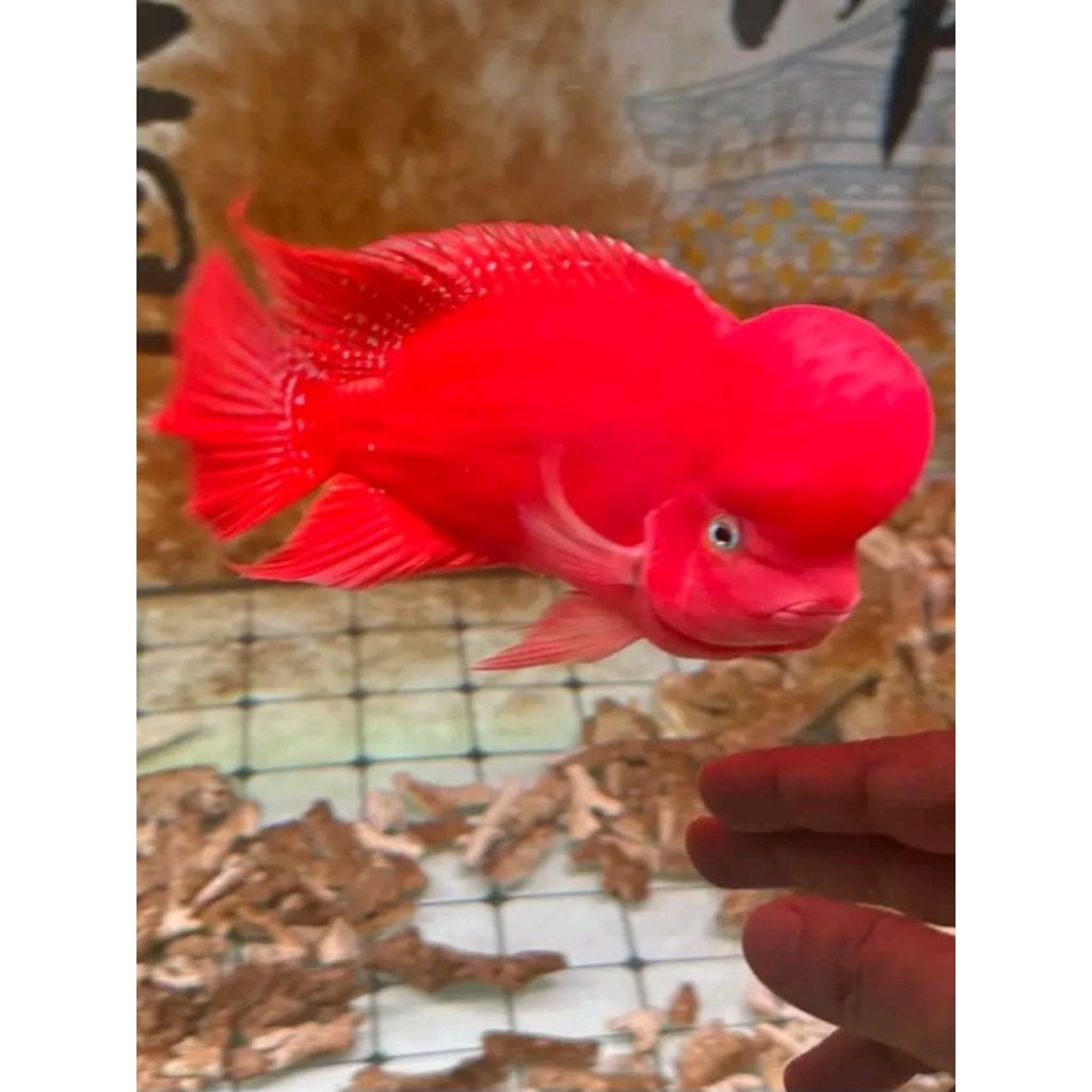 red monkey 4 cm