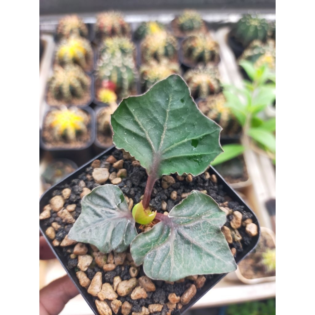 Euphorbia Francoisii Hybrid Maple Daun Lebar