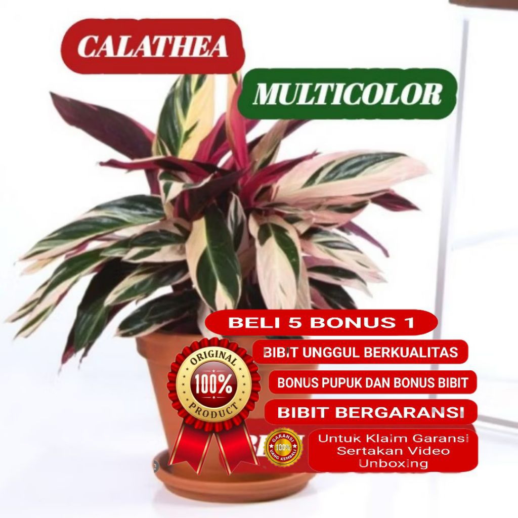 CALATHEA MULTICOLOR MERANTI/ CALATHEA HOLAND/ CALATHEA TRICOLOR