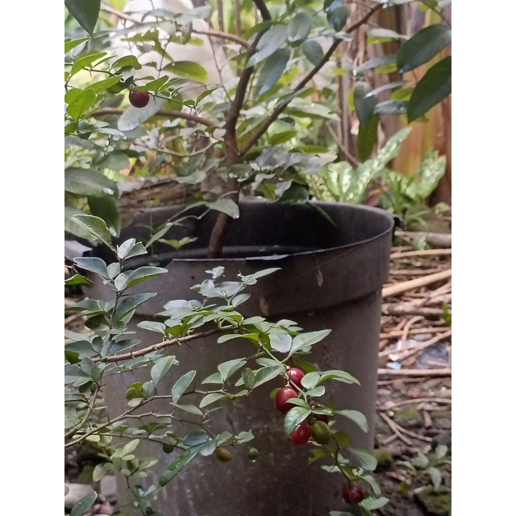 BUAH JERUK KINGKIT HERBAL BERKUALITAS