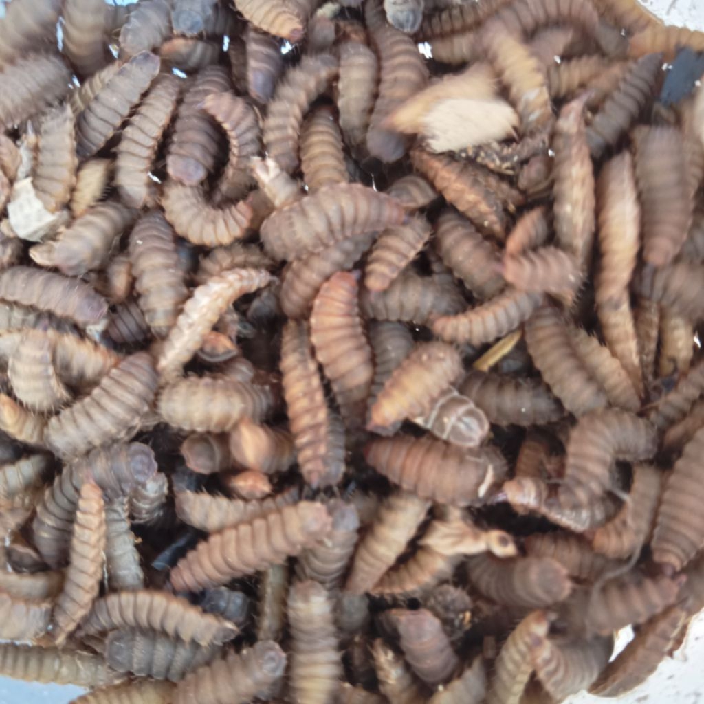 100gram Prepupa untuk pembibitan maggot BSF