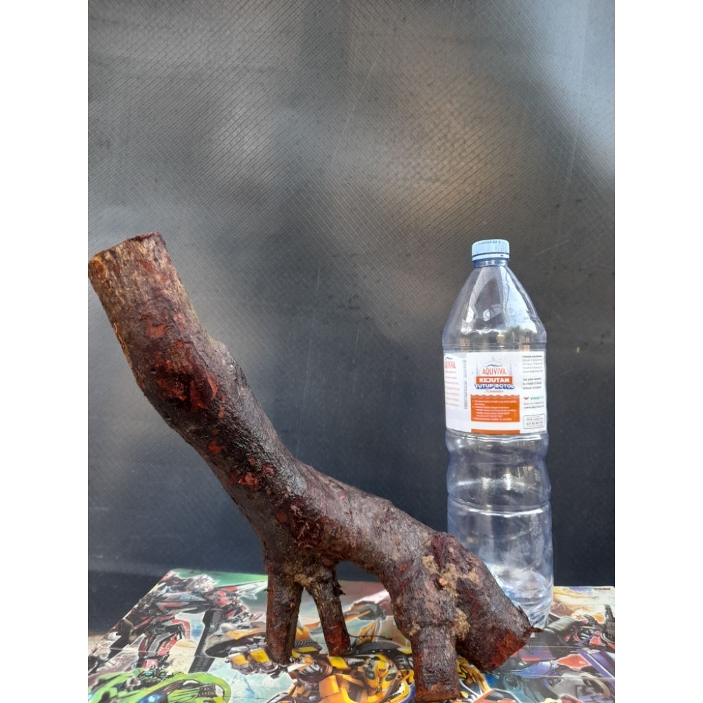 Bahan Bonsai Bidara Arab Gaya Formal Perakaran Natural Size Medium real pictk