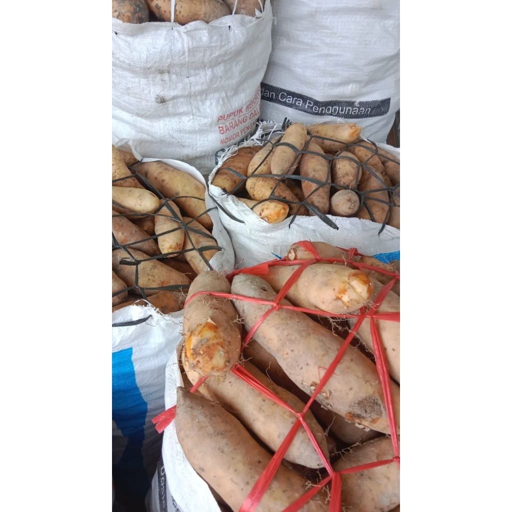 GEMBILI/ MBILI KETAN