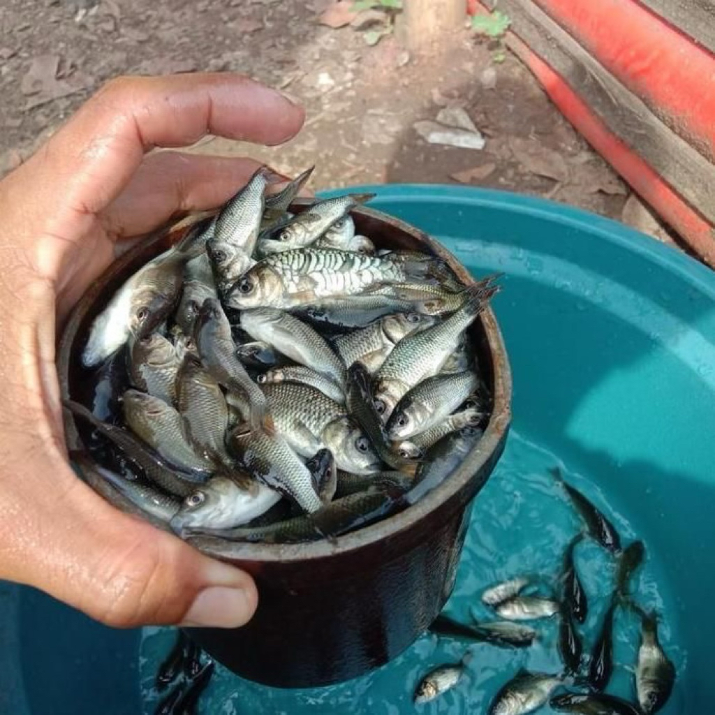 ikan mas 1liter pakan ikan predator atau bibit ikan mas