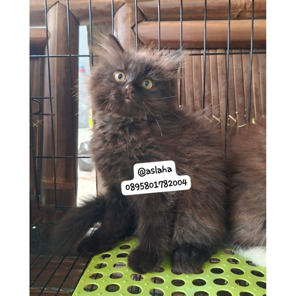 Kucing persia jantan/kitten persia jantan/kucing persia hitam jantan