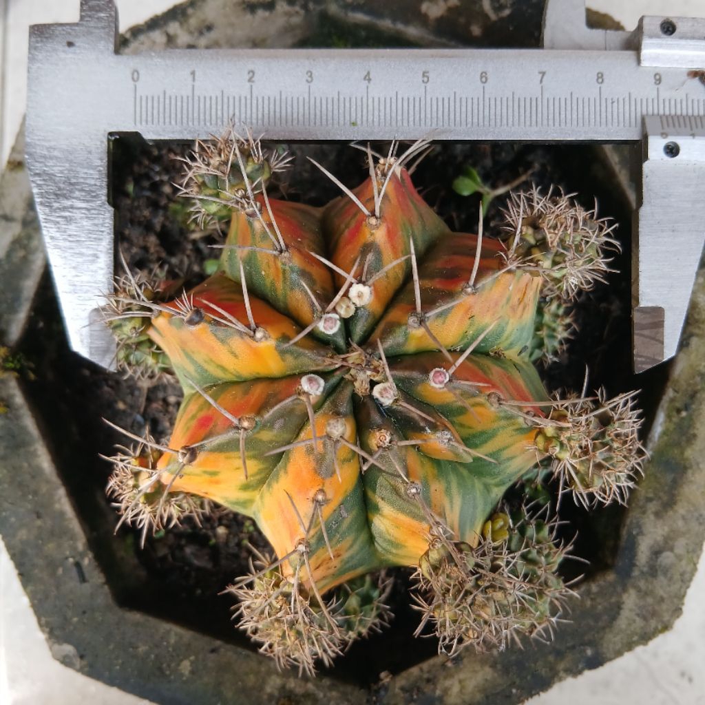 Kaktus Gymnocalycium Mihanovichii Taiwan Indukan + Anakan