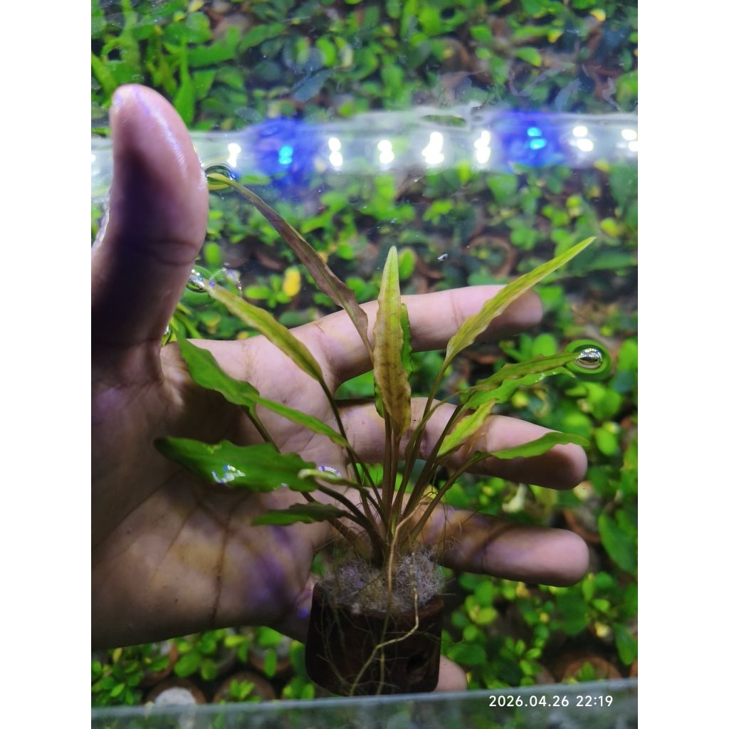 Cryptocoryne wendtii green cryptocoryne hijau