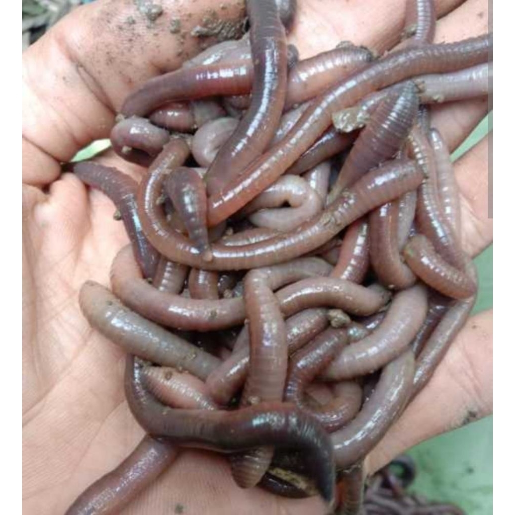 cacing kalung kebo/ cacing tanah kebo 500gram (5ons)