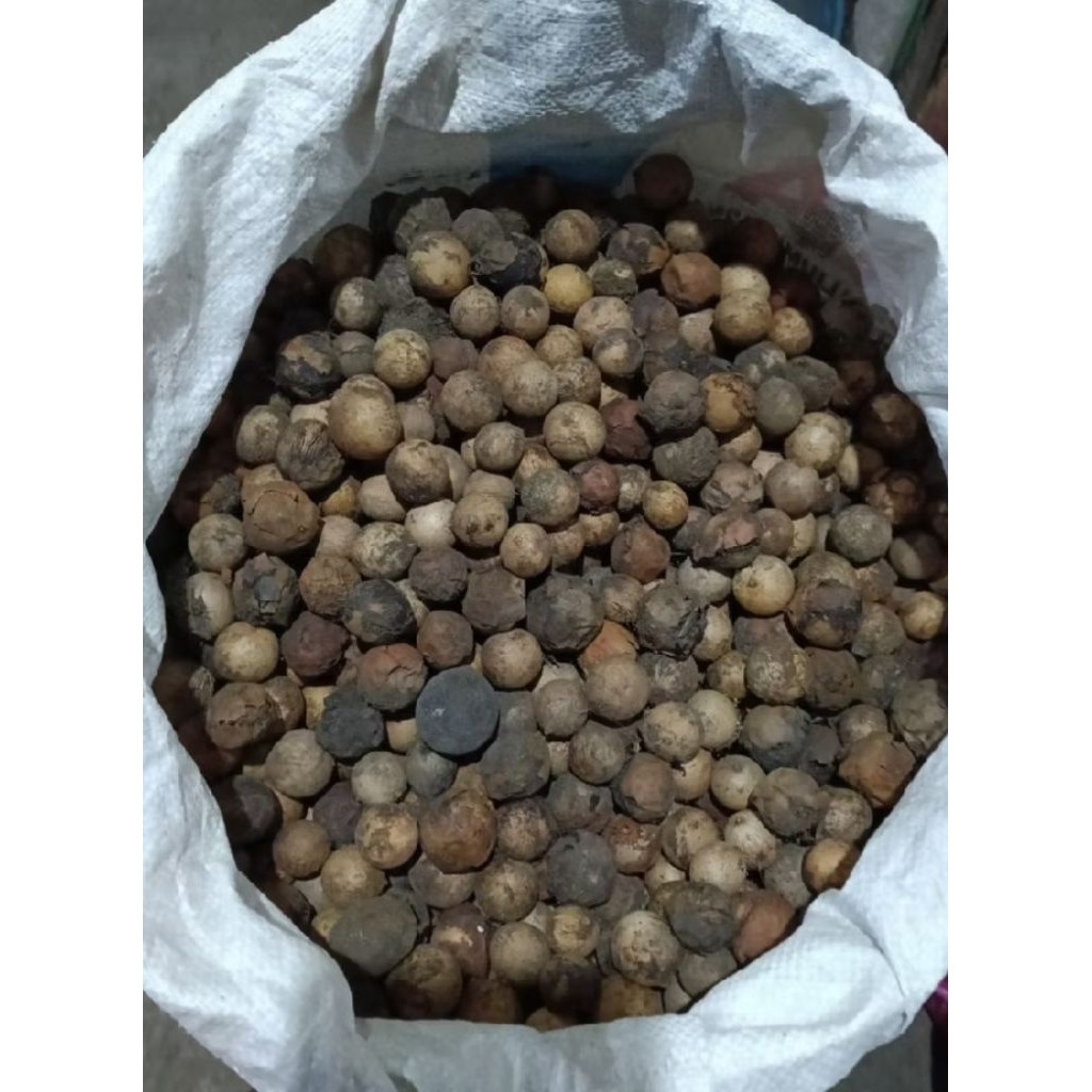 Biji Nyamplung 1kg Bibit Nyamplung
