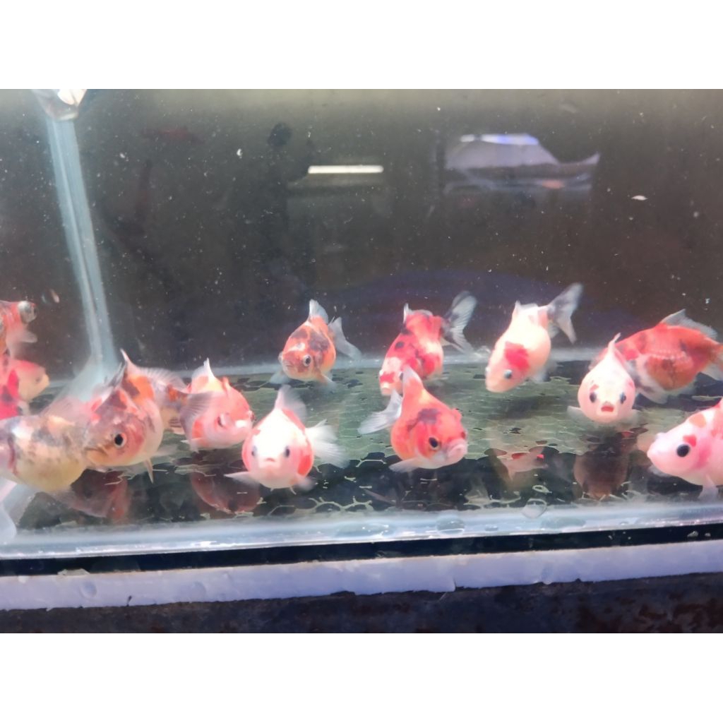 ikan mas koki mutiara