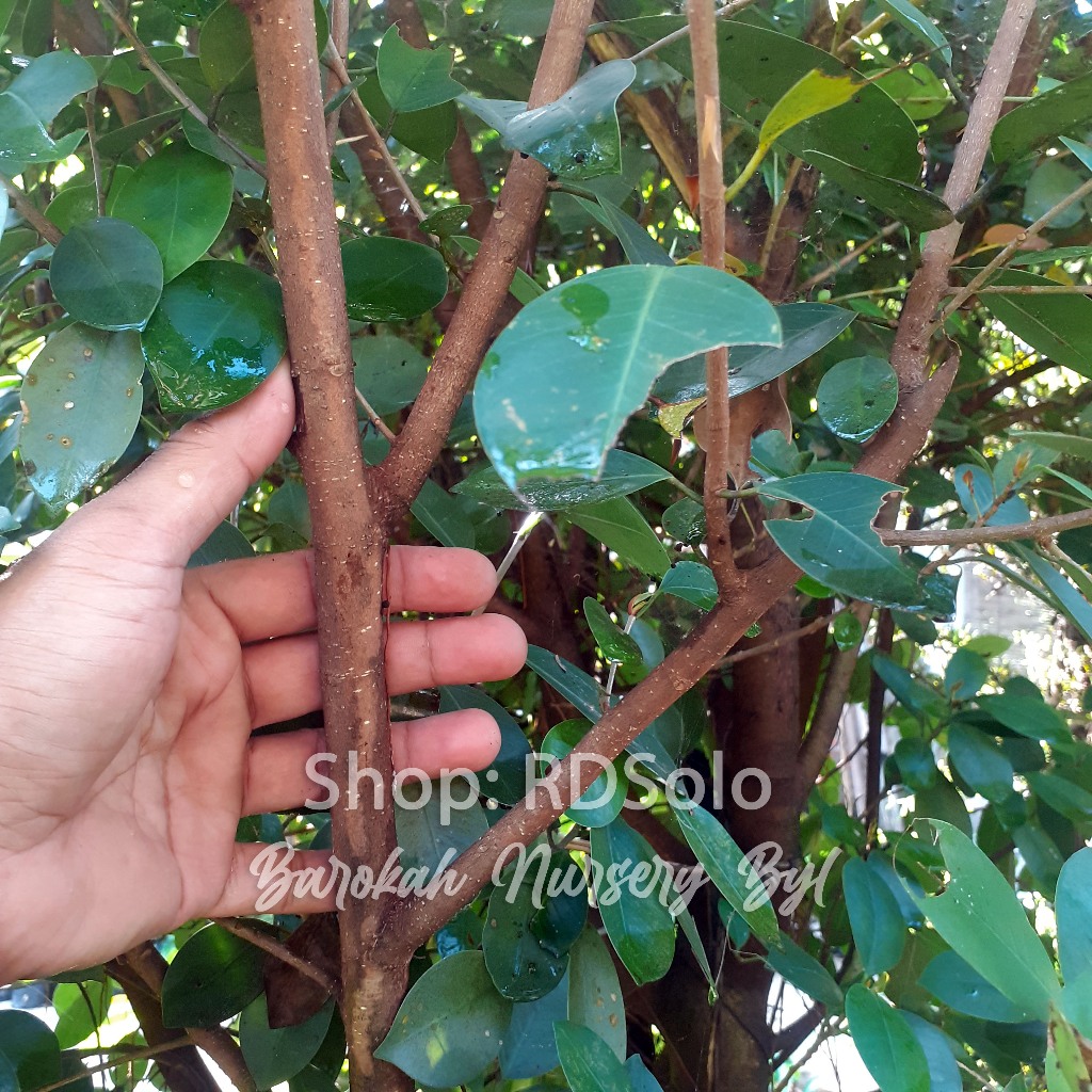 Bibit Stek Iprik Silver 1Kg size random pucuk merah bahan bonsai import fresh cuting termurah