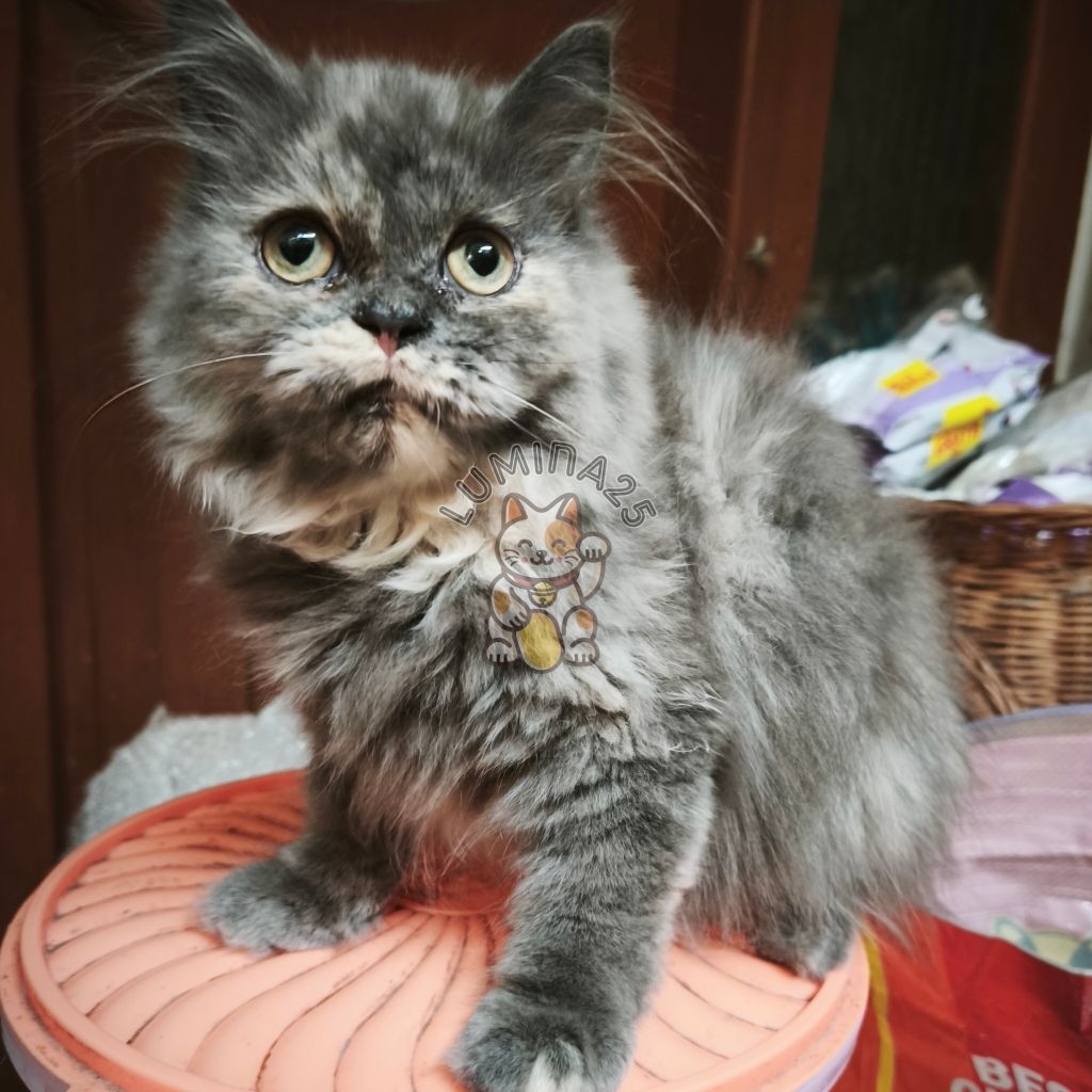 Kucing Persia Betina Abu-Abu (Depok/GOJEK)