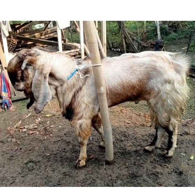 Tambang Kambing/Tali Wedus