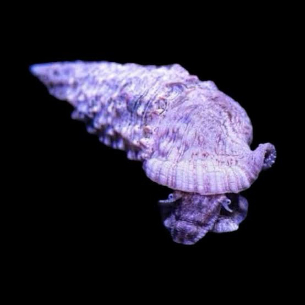 ikan hias air laut keong cerith / cerith snail (untuk membasmi lumut dan cyano)