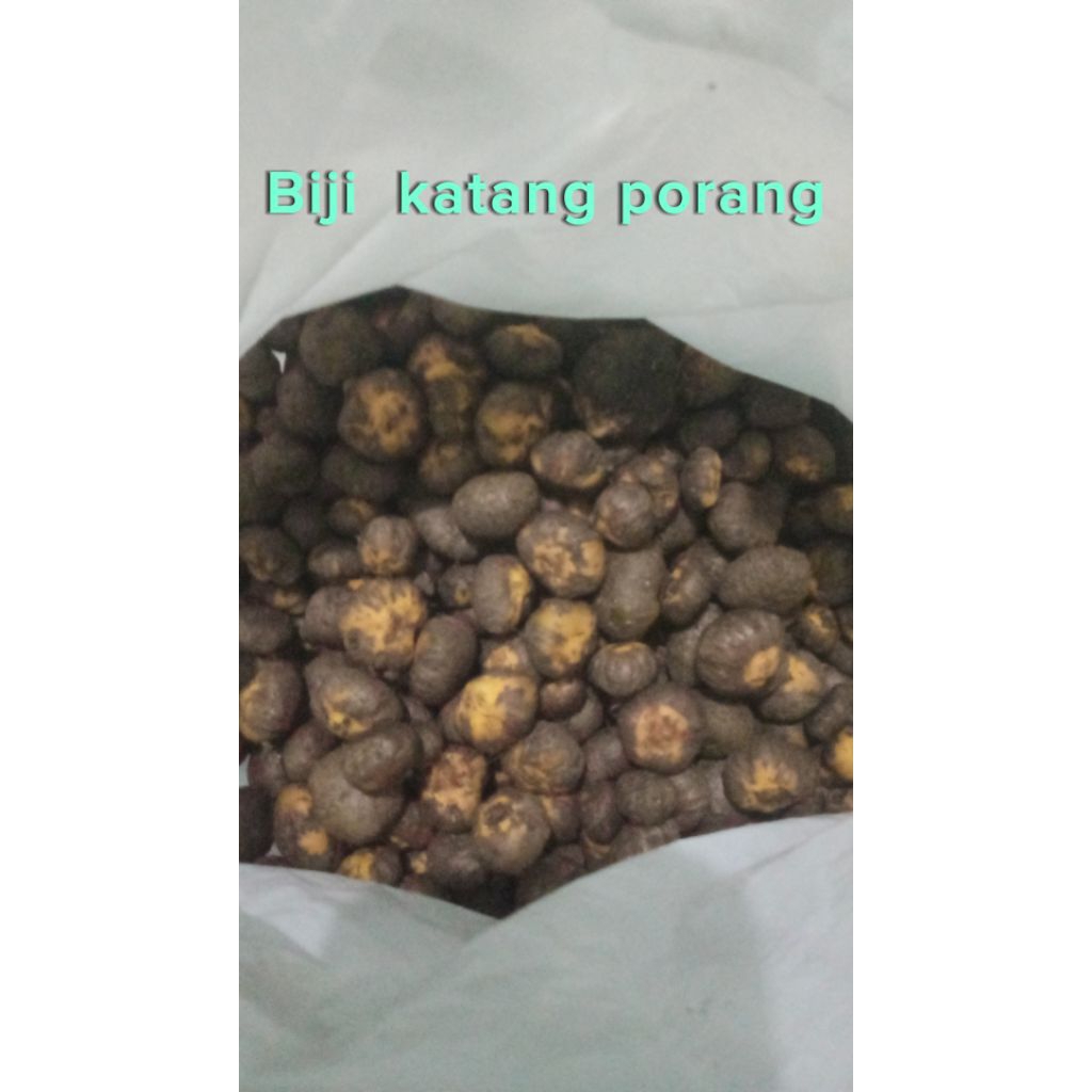 BIBIT PORANG KATAK SUPER 1kg