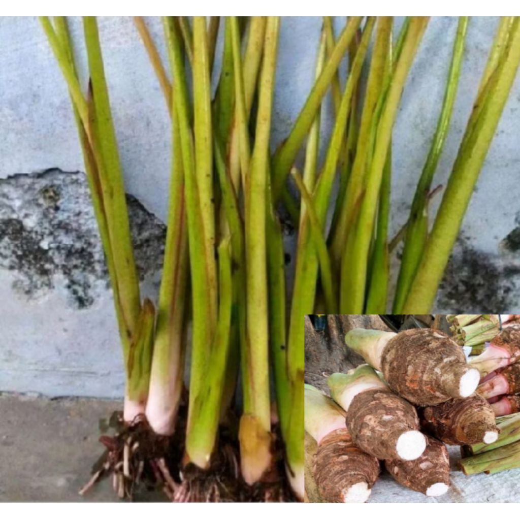 bibit talas pratama2 /talas bogor siap tanam
