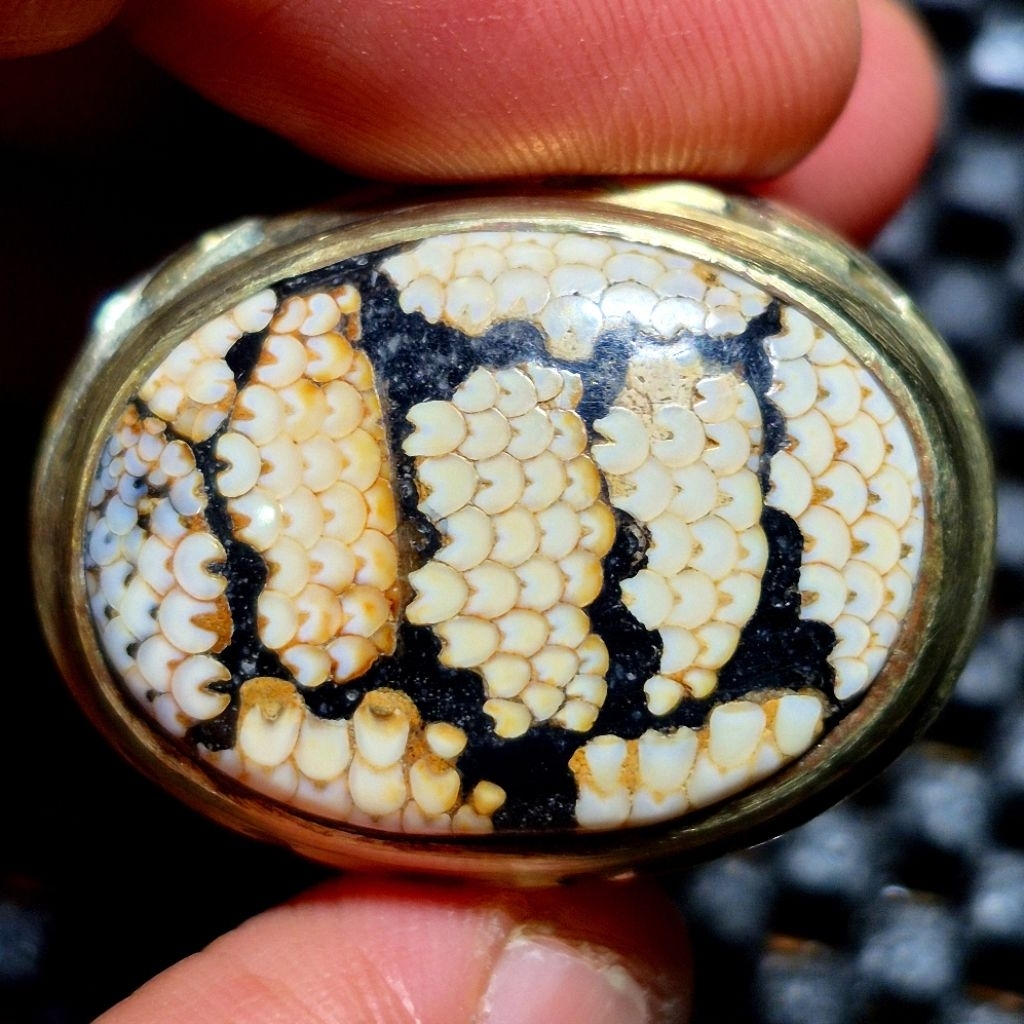 Natural batu akik jipen sisik ular dimensi dimensi 25.18.8