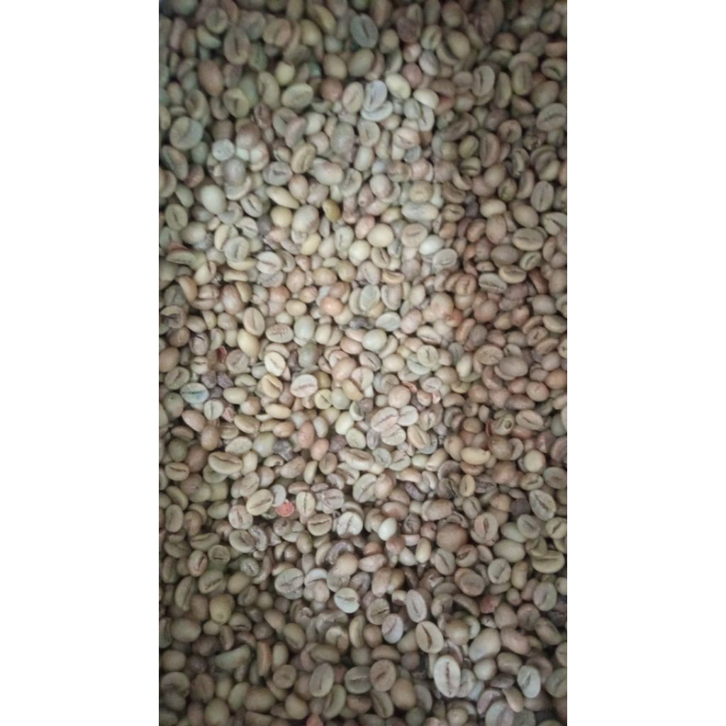 robusta dampit asalan