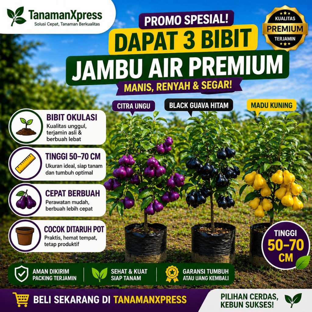 PROMO Paket 3 Bibit Jambu Air ( Jambu Air Black Guava, Jambu Air Madu Kuning, Jambu Air Citra Ungu )
