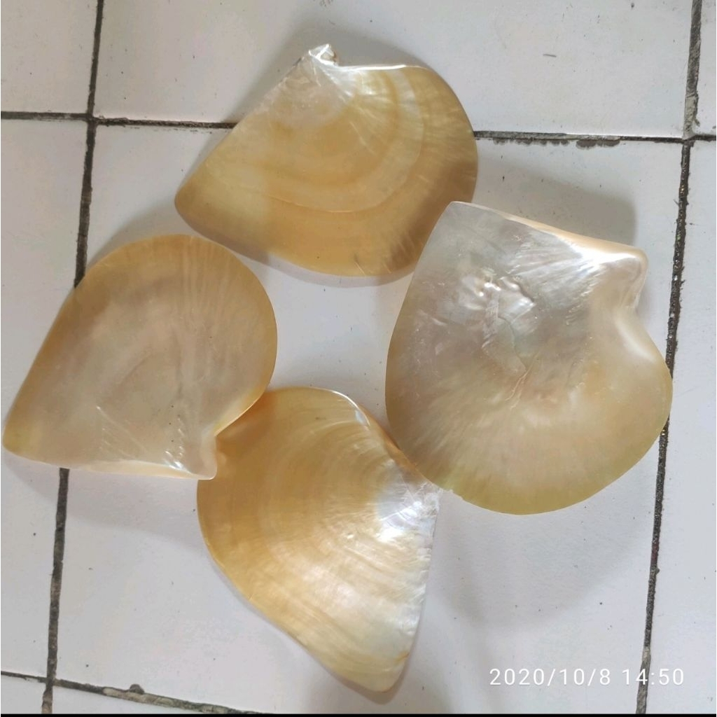 cangkang kerang mutiara mother of pearl shell