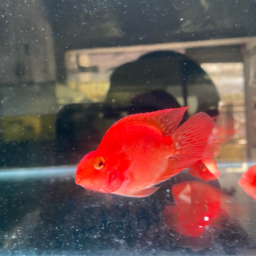 Red Perot Hiasan Aquarium Red Perot Size 7-8cm
