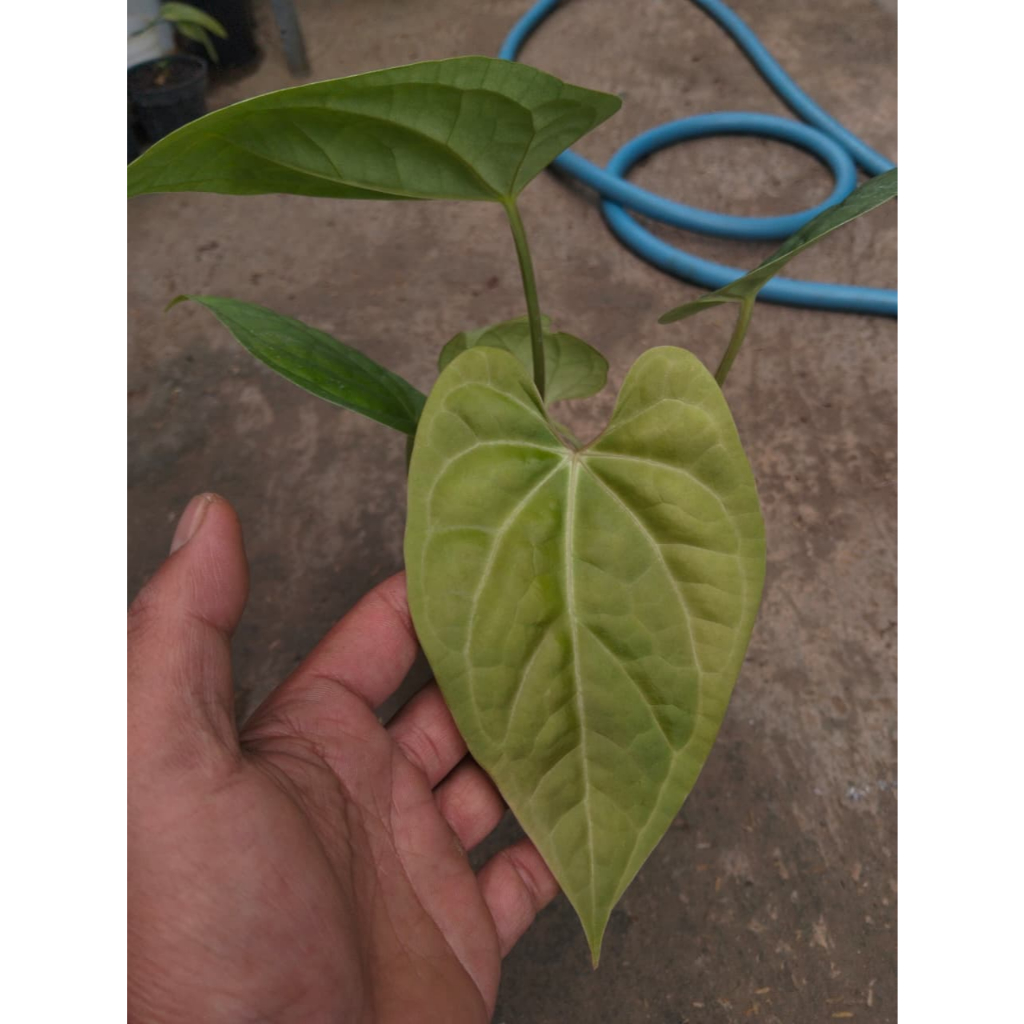 Tanaman Anthurium Magnificum X Luxurians (Anthurium magnificum x Anthurium luxurians) – Aroid Premiu