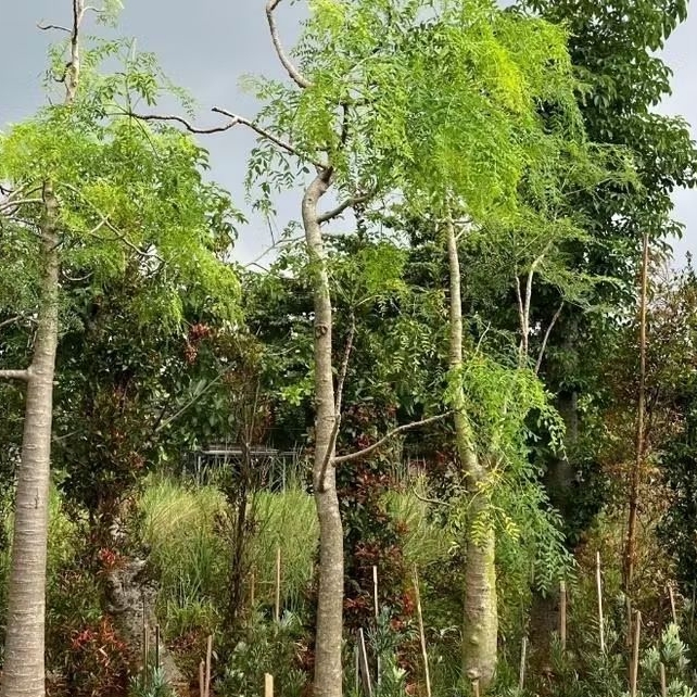 pohon moringga atau kelor afrika