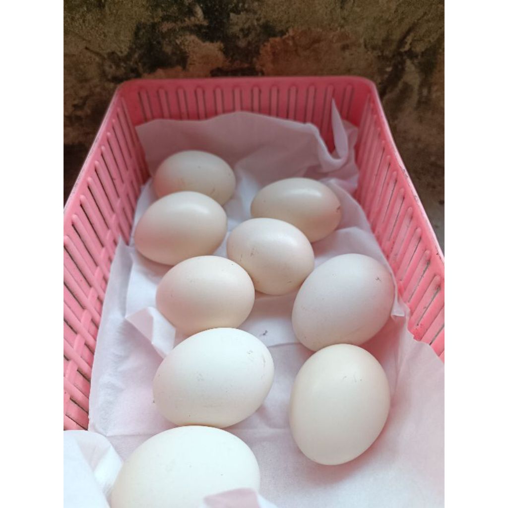 paket sangat hemat 5 telur ayam mangon super petarung atau di peranak sangat menghasilkan