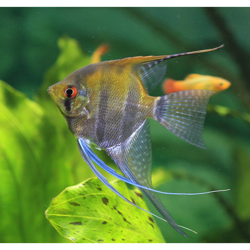 Ikan Angelfish Manfish Sedang - Ikan Hias Manfish Sedang - Dewasa Lincah