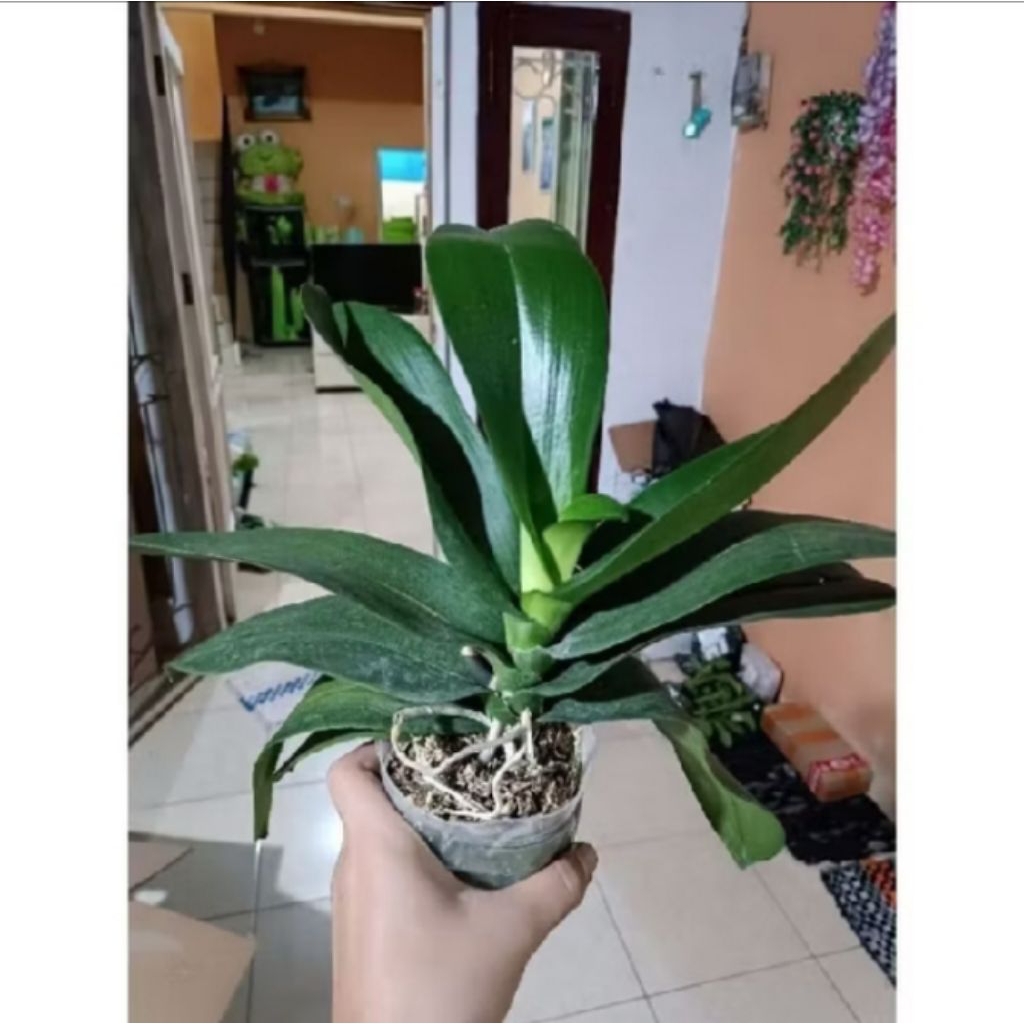 anggrek bulan jumbo