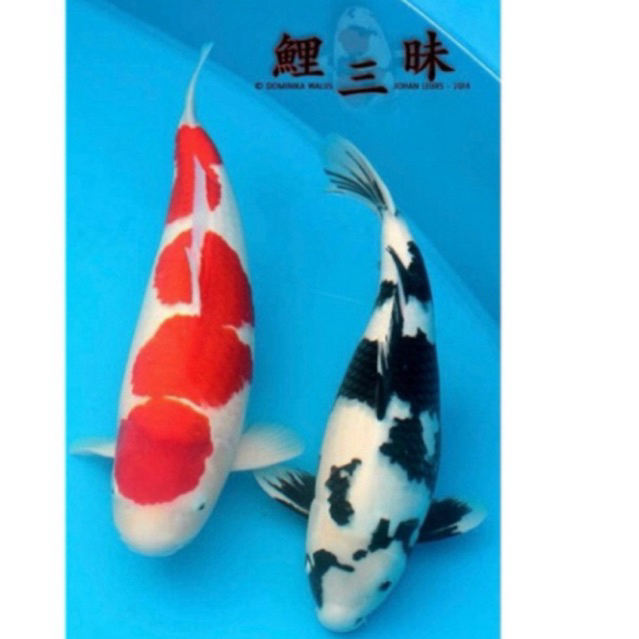 PROMO MURAH Koi Kohaku & Shiro super cantik berkualitas Blitar grade A+