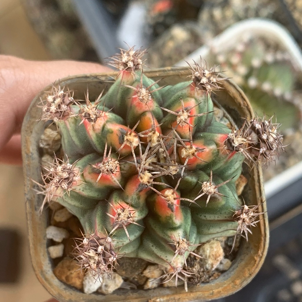 Gymnocalycium mihanovichii Sphinx hybrid gymno id var hybrid varigata kaktus gymno miha var tanaman 