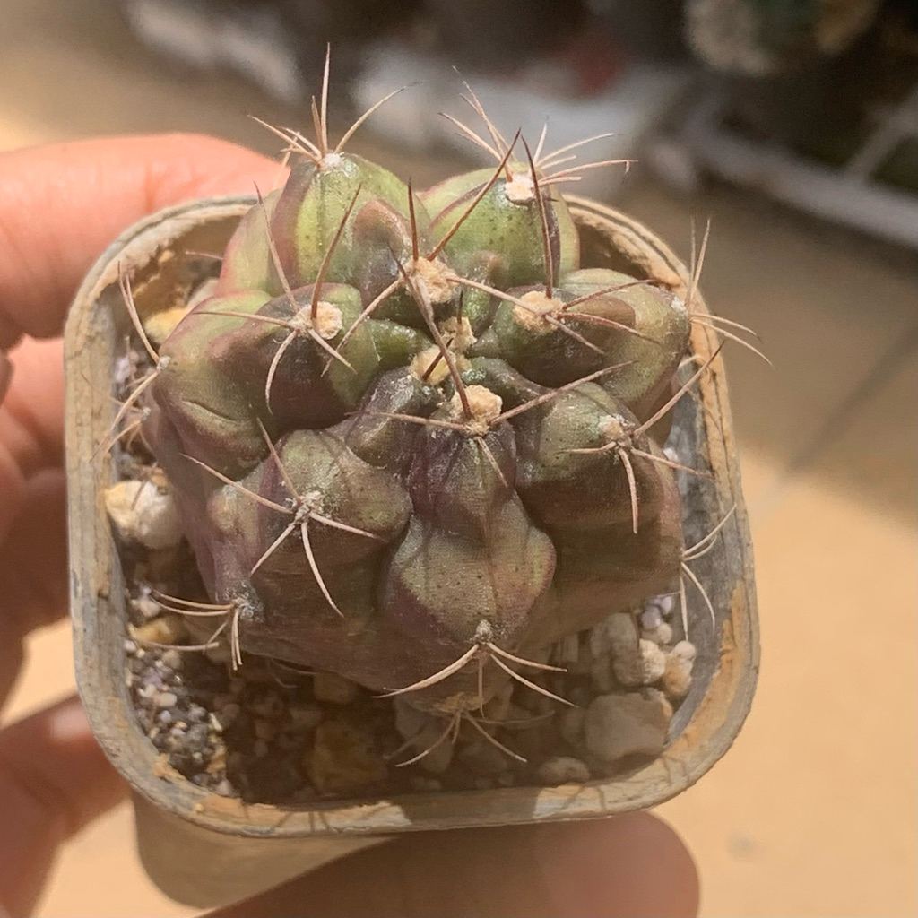 md01 gymnocalycium mihanovichii medusa hybrid selected form gymno miha hybrid mihanovichi kaktus bel