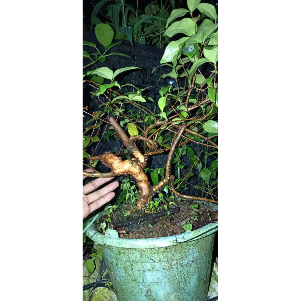 bonsai bahan dewandaru+ sianci manis