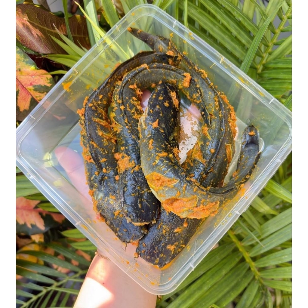 Ikan Lele Bumbu Kuning 500 gram - Siap Goreng, Praktis, Bumbu Halal